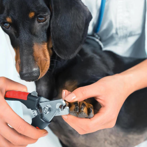 Pet Dog CAT Nail Clippers Professional Toe Cutter Trimmer Grooming Scissors tool
