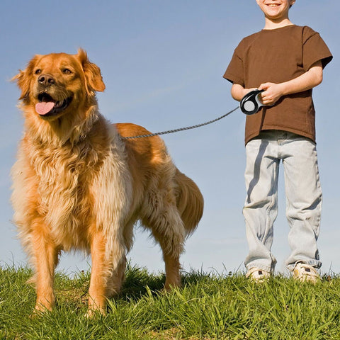 Extendable Pet Dog Lead Leash Collars Belt