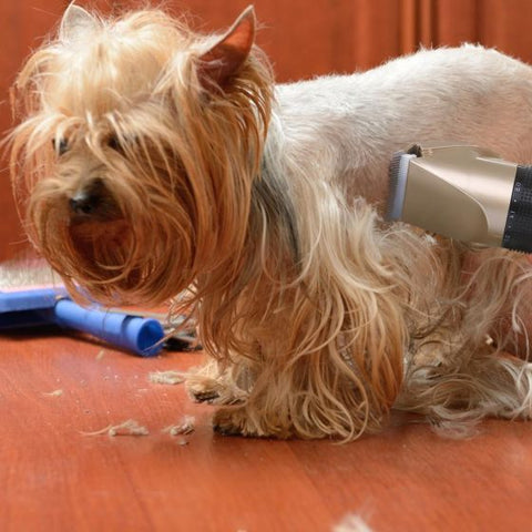 Pet Hair Grooming Trimmer