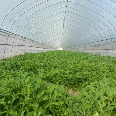 Garden Netting Crop Plant Protect Mesh 6/10M Bird Net Insect Less Than 5mm x 5mm