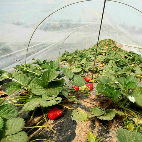 Garden Netting Crop Plant Protect Mesh 6/10M Bird Net Insect Less Than 5mm x 5mm