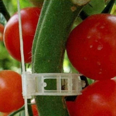 Tomato Veggie Garden Plant Support Clips For Trellis Twine Greenhouse